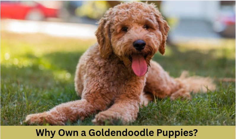 Why Own a Goldendoodle Puppy