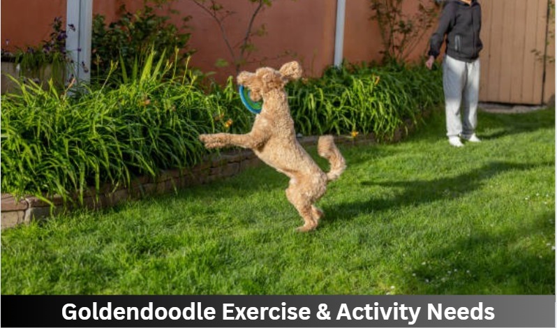Goldendoodle Exercise & Activity Needs