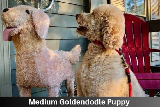 Medium Goldendoodle Puppy