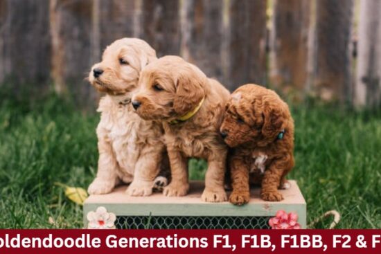 Goldendoodle Generations F1, F1B, F1BB, F2 & F2b