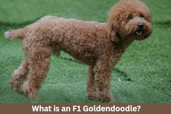 F1 Goldendoodle