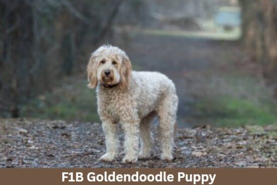 F1B Goldendoodle