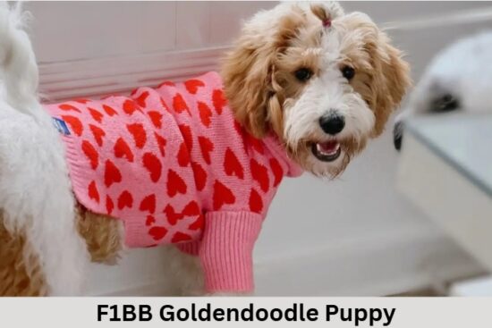 F1BB Goldendoodle Puppy