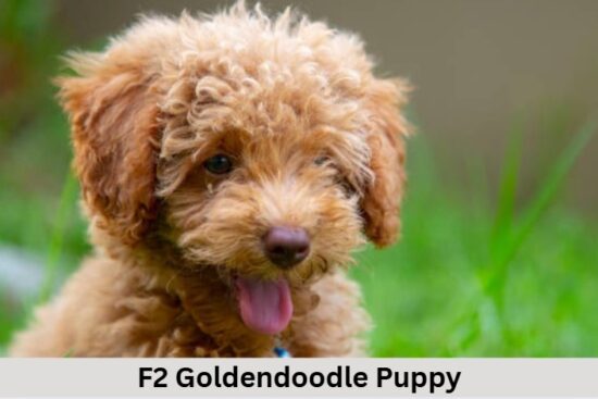 F2 Goldendoodle Puppy
