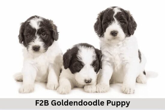 F2B Goldendoodle Puppy