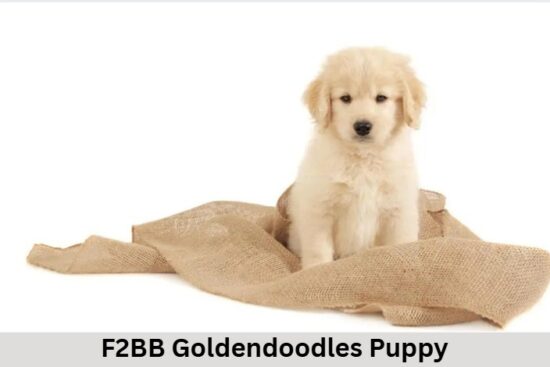 F2bb Goldendoodle puppy