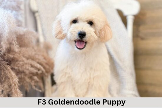 F3 Goldendoodle Puppy