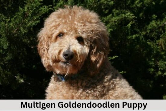 Multigen Goldendoodle