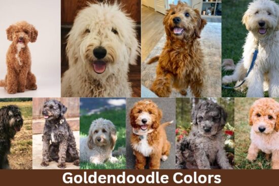 Goldendoodle Colors
