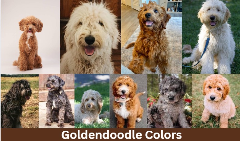 Goldendoodle Colors Rarest To The Most Common Goldendoodle Colors Rarest To The Most Common