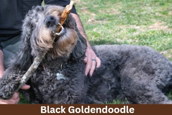 Black Goldendoodle