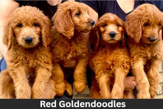 Red Goldendoodle