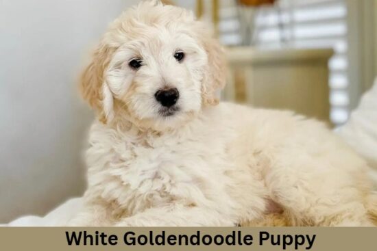White Goldendoodle