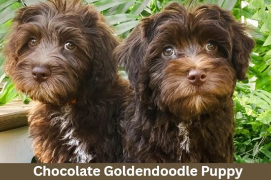 Chocolate Goldendoodle Puppy