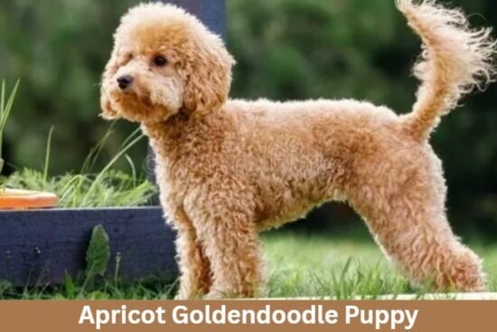 Apricot Goldendoodle Puppy