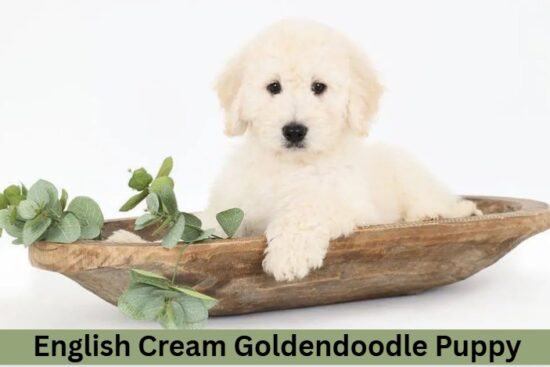 English Cream Goldendoodle Puppy