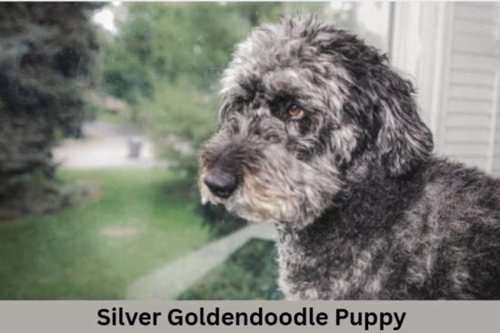 Silver Goldendoodle Puppy