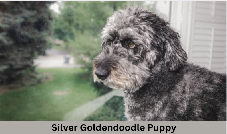 Silver Goldendoodle Puppy