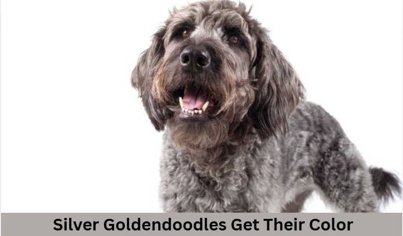 silver phantom goldendoodle