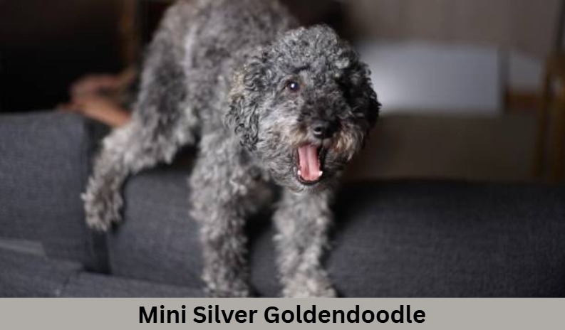 Mini Silver Goldendoodle