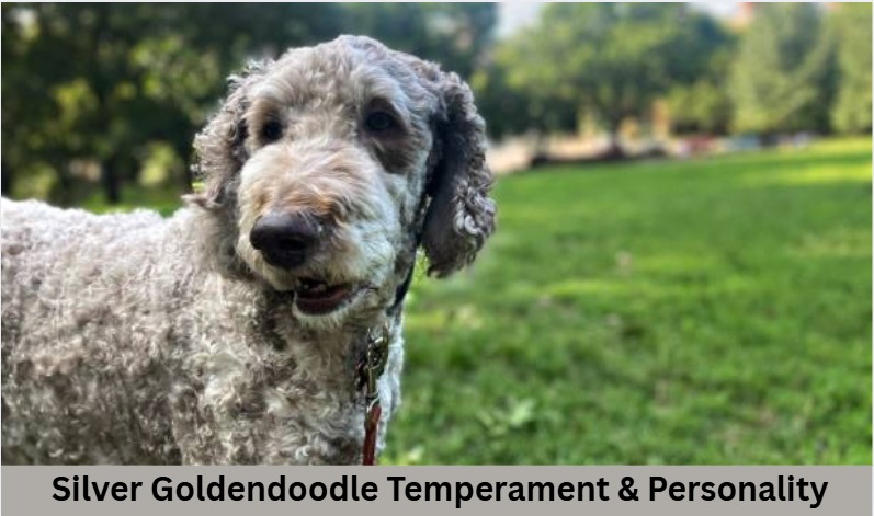Silver Goldendoodle Temperament & Personality
