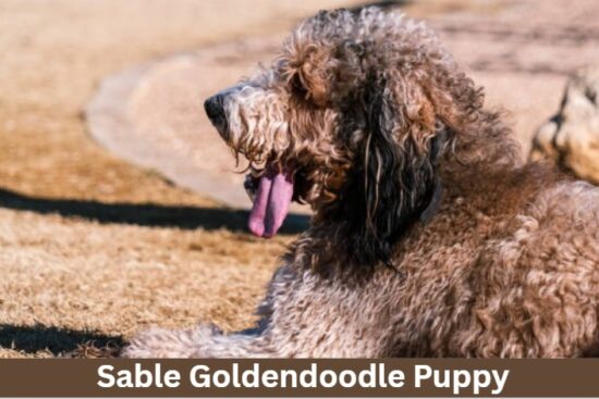 Sable Goldendoodle Puppy