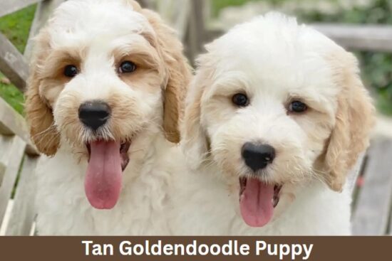 Tan Goldendoodle Puppy