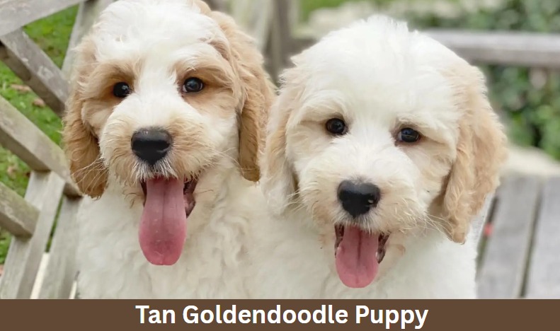 Tan Goldendoodle Puppy