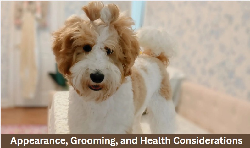 Tan Goldendoodle Puppy health