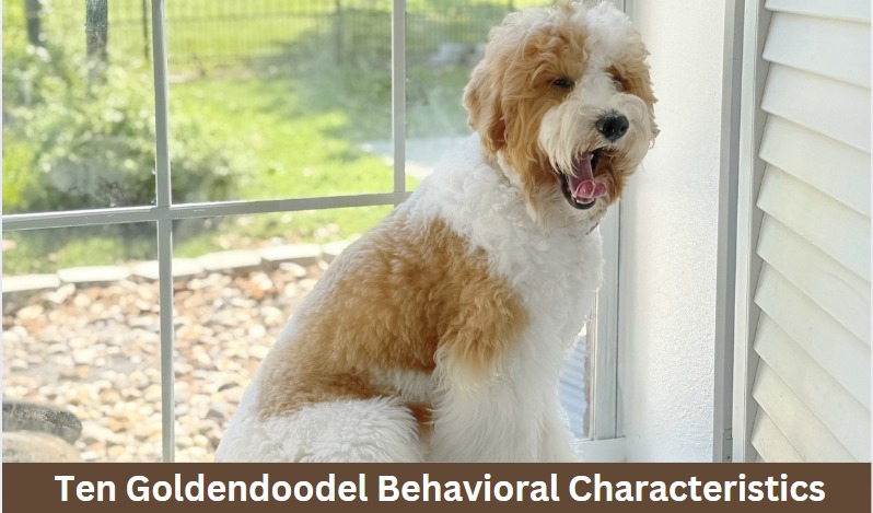 Ten Goldendoodel Behavioral Characteristics
