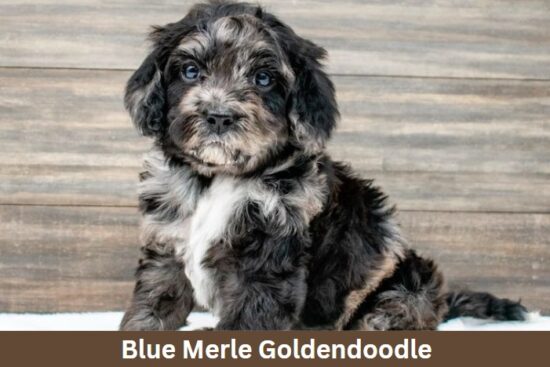 Blue Merle Goldendoodle