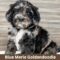 Blue Merle Goldendoodle